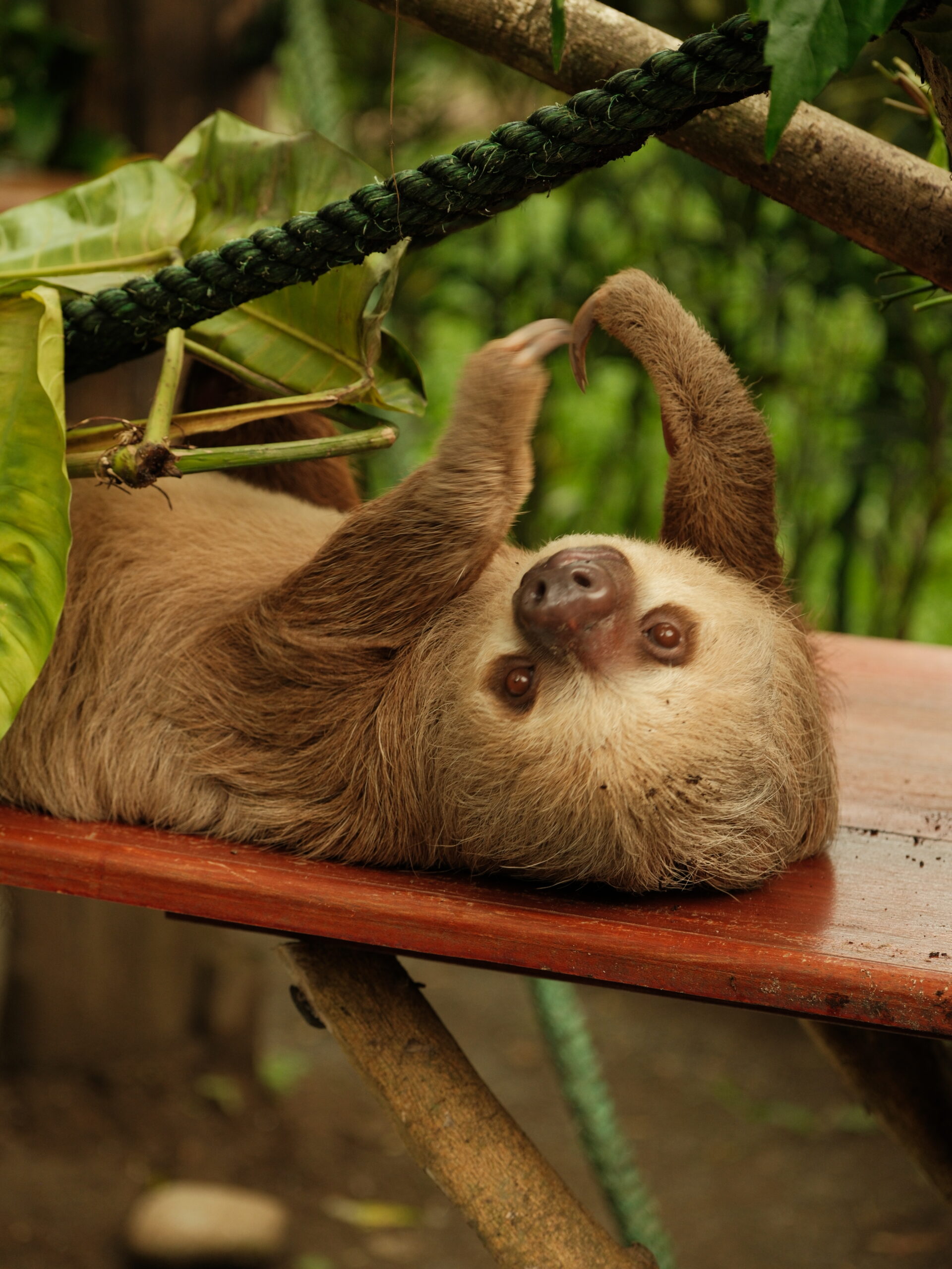 How to Have the Best Costa Rican Caribbean Adventure